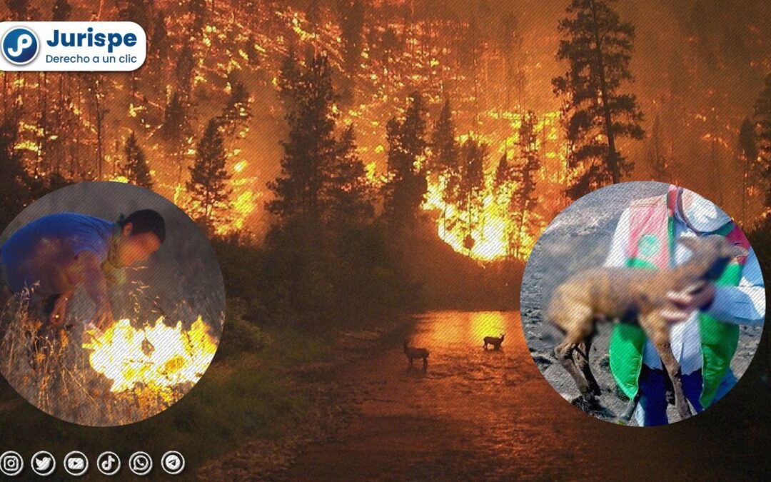 Plantean sancionar a quien provoque incendio forestal hasta con 10 años de cárcel ¿Qué opinas?